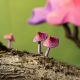 Houten magische paddenstoelen set, Bumbu toys 3074